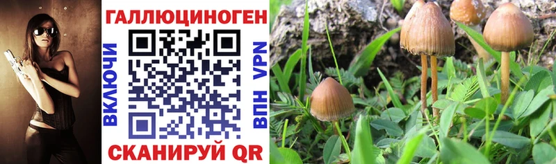 купить  цена  Рязань  Галлюциногенные грибы Cubensis 